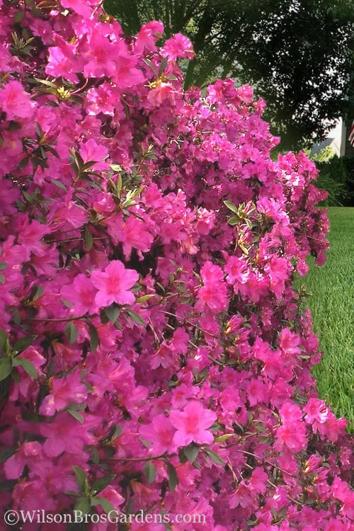 Pride Of Mobile Azalea - 1 Gallon Pot - Image 3