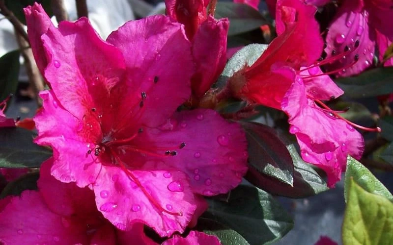 Red Formosa Azalea - 3 Gallon Pot - Image 5