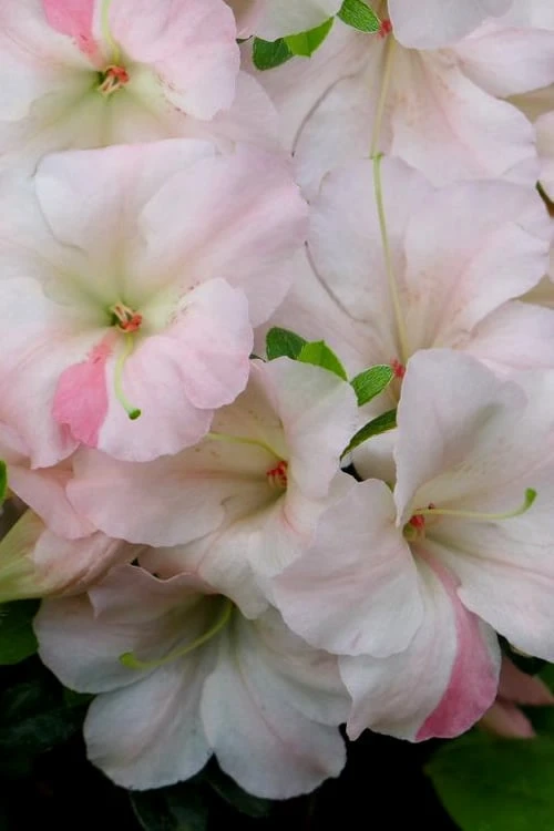 Sir Robert Dwarf Azalea - 6 Pack Of 1 Gallon Pots - Image 4