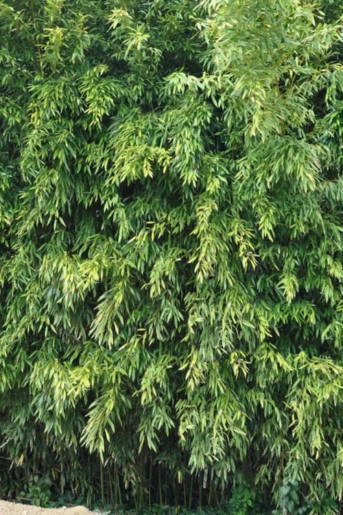 Bisset Bamboo (Phyllostachys Bissetii) - 3 Gallon Pot (4-6') - Image 7