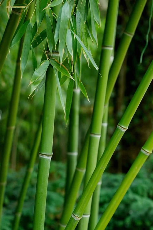 Bisset Bamboo (Phyllostachys Bissetii) - 3 Gallon Pot (4-6') - Image 6