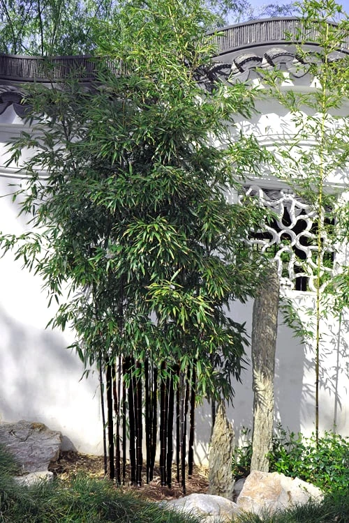 Black Bamboo - Phyllostachys Nigra - 3 Gallon Pot (Single Cane: 2-4') - Image 5