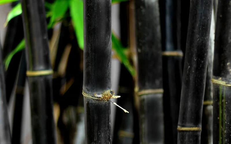 Black Bamboo - Phyllostachys Nigra - 3 Gallon Pot (Single Cane: 2-4') - Image 9
