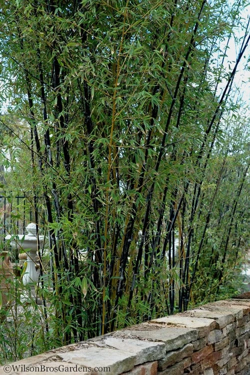 Black Bamboo - Phyllostachys Nigra - 3 Gallon Pot (Single Cane: 4-6'+) - Image 7