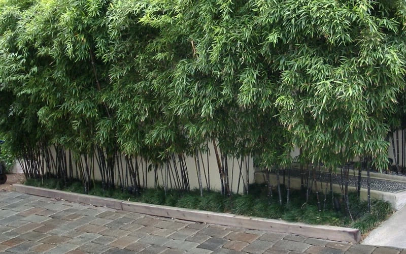 Black Bamboo - Phyllostachys Nigra - 3 Gallon Pot (Single Cane: 2-4') - Image 6