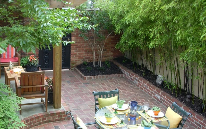 Black Bamboo - Phyllostachys Nigra - 3 Gallon Pot (Single Cane: 4-6'+) - Image 8