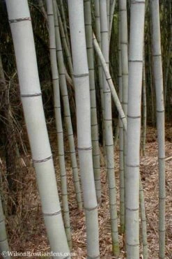 Henon Giant Gray Bamboo - Phyllostachys Nigra 'Henon' - 2 Gallon Pot