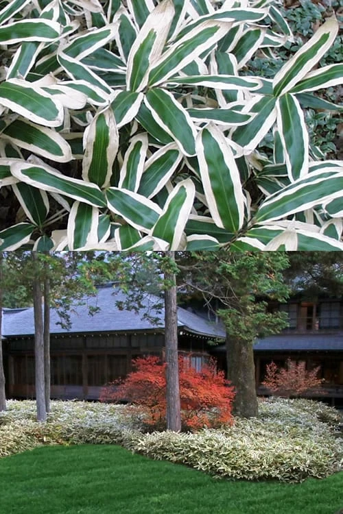 Kuma Zasa Dwarf Bamboo (Sasa Veitchii 'Kuma-Zasa') - 3 Gallon Pot - Image 4