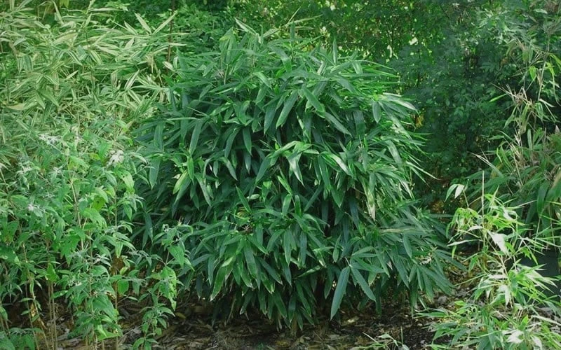 Latifolius Broadleaf Bamboo - Indocalamus Latifolius - 3 Gallon Pot - Image 5