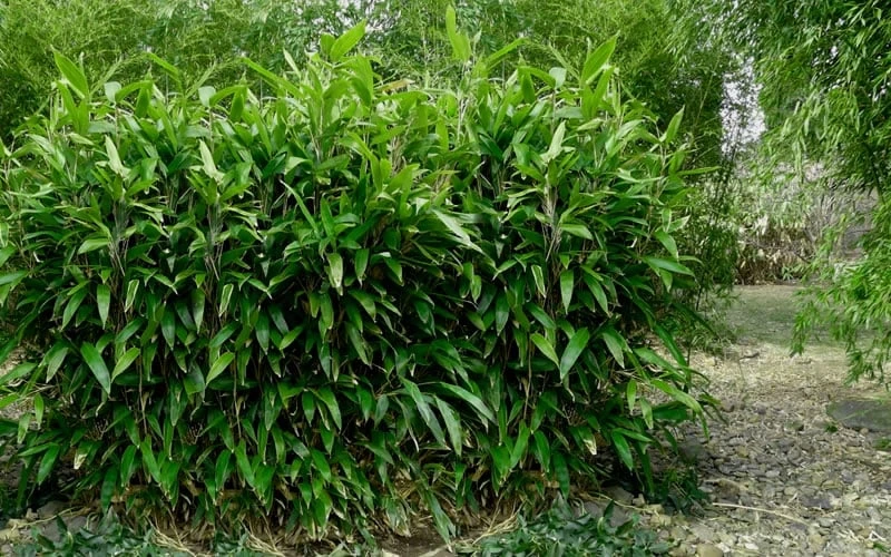 Latifolius Broadleaf Bamboo - Indocalamus Latifolius - 3 Gallon Pot - Image 6
