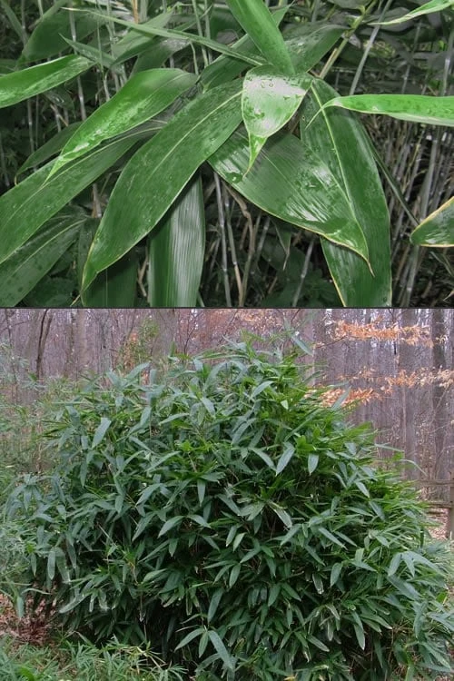 Latifolius Broadleaf Bamboo - Indocalamus Latifolius - 3 Gallon Pot - Image 4