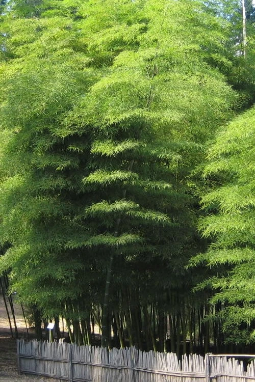 Moso Giant Bamboo (Phyllostachys Edulis 'Moso') - 3 Gallon Pot (2-4') - Image 6
