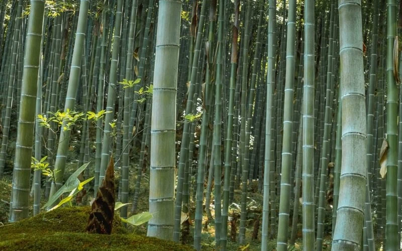 Moso Giant Bamboo (Phyllostachys Edulis 'Moso') - 3 Gallon Pot (2-4') - Image 5