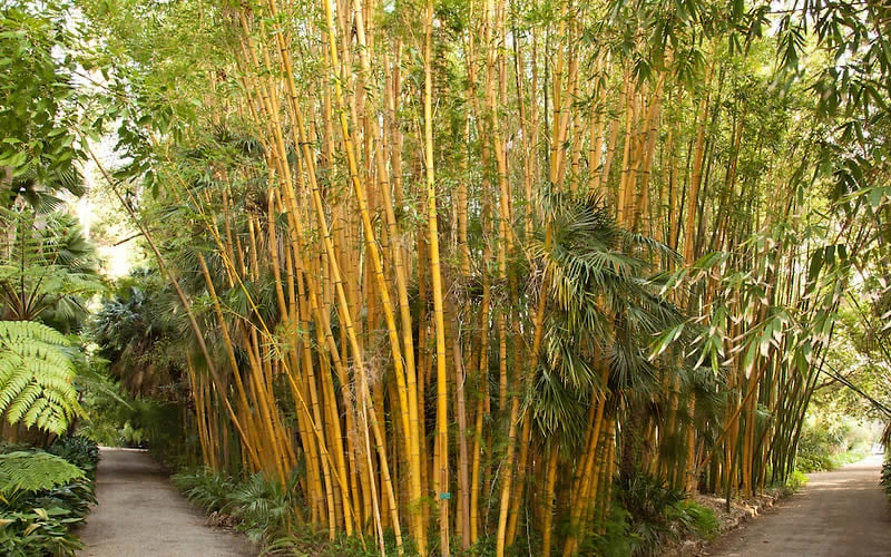 Robert Young Golden Bamboo (Phyllostachys Viridis 'Robert Young') - 3 Gallon Pot (4-6'+) - Image 4
