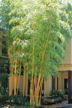 Robert Young Golden Bamboo (Phyllostachys Viridis 'Robert Young') - 3 Gallon Pot (4-6'+)
