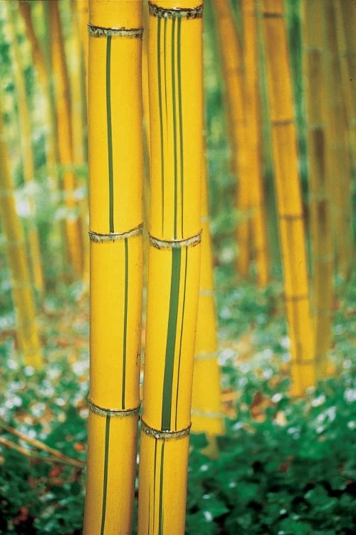Robert Young Golden Bamboo (Phyllostachys Viridis 'Robert Young') - 3 Gallon Pot (4-6'+) - Image 6