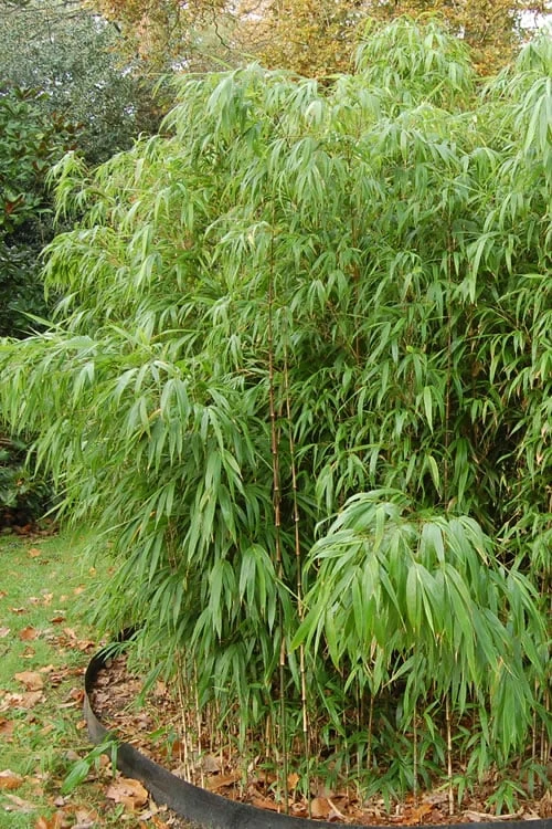 Square Stem Bamboo (Chimonobambusa Quadrangularis) - 3 Gallon Pot (2-4') - Image 6