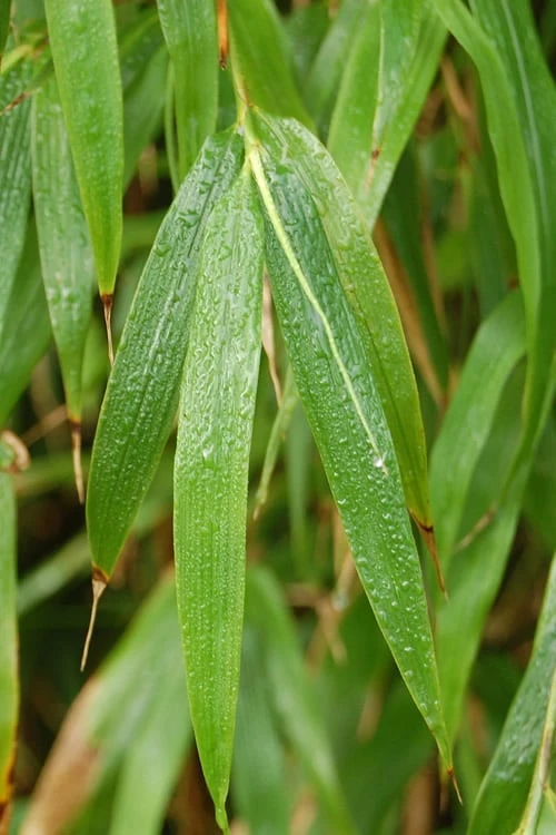 Square Stem Bamboo (Chimonobambusa Quadrangularis) - 3 Gallon Pot (2-4') - Image 5
