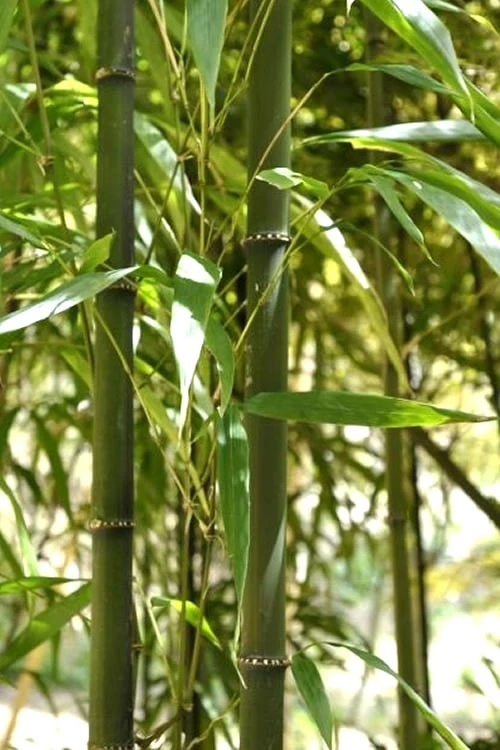 Square Stem Bamboo (Chimonobambusa Quadrangularis) - 3 Gallon Pot (2-4') - Image 4