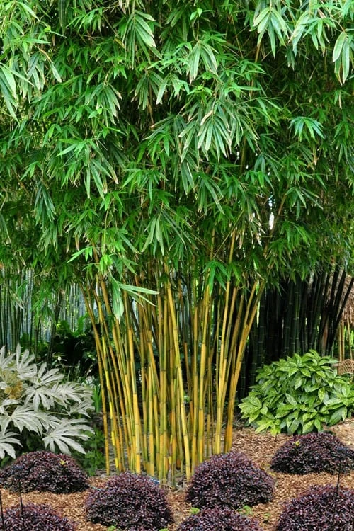 Asian Lemon Bamboo (Bambusa Eutuldoides 'Viridivittata') - 3 Gallon Pot