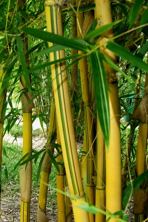 Asian Lemon Bamboo (Bambusa Eutuldoides 'Viridivittata') - 3 Gallon Pot - Image 4