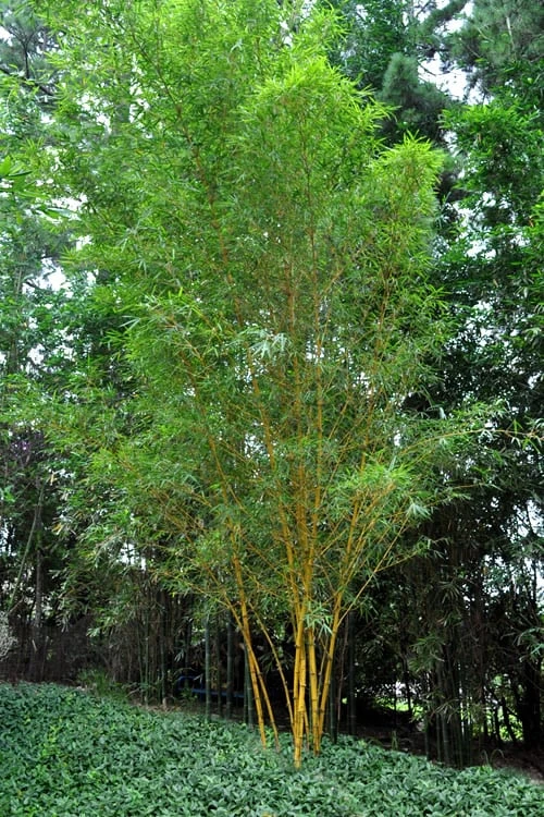 Asian Lemon Bamboo (Bambusa Eutuldoides 'Viridivittata') - 3 Gallon Pot - Image 5
