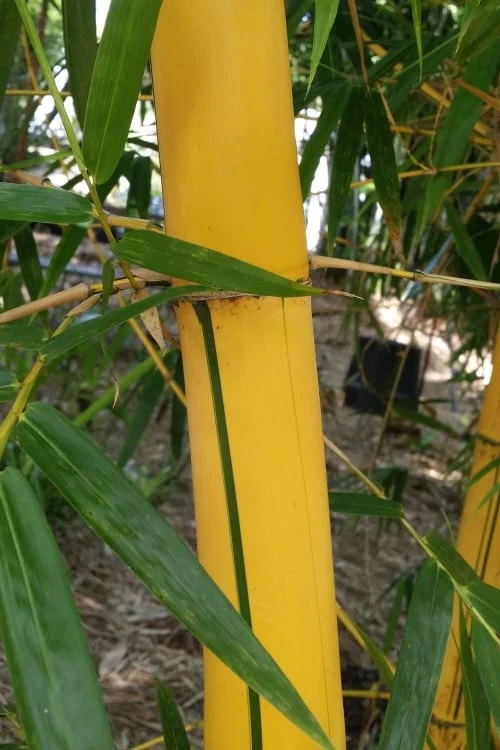 Asian Lemon Bamboo (Bambusa Eutuldoides 'Viridivittata') - 3 Gallon Pot - Image 6