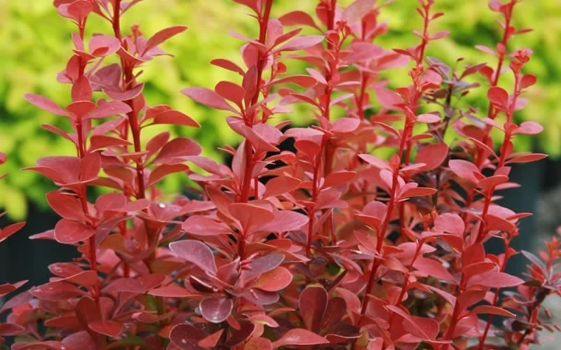 Orange Rocket Barberry - 2 Gallon Pot - Image 4