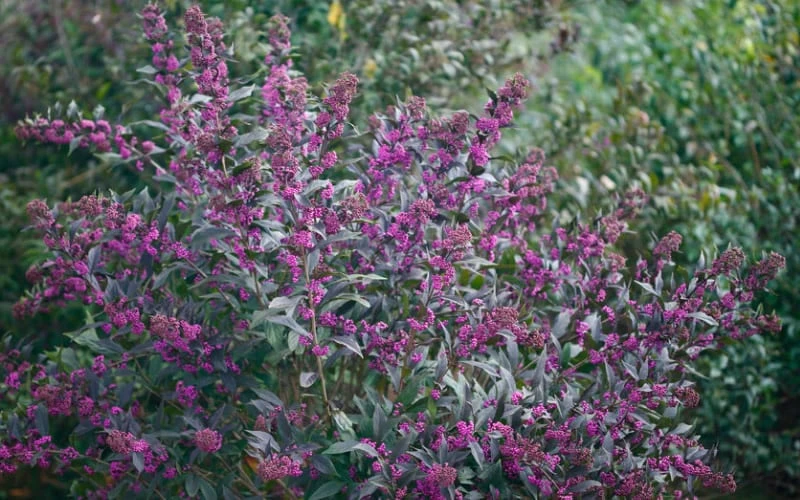 Pearl Glam Beautyberry - Callicarpa - 2 Gallon Pot - Image 4