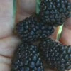 Prime Ark Traveler Blackberry Plant - 1 Gallon Pot