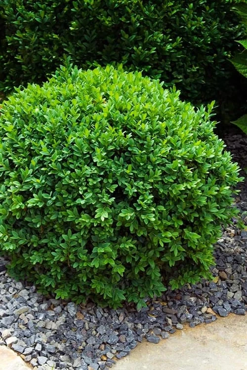 Dwarf English Boxwood - 6 Pack Of 1 Gallon Pots