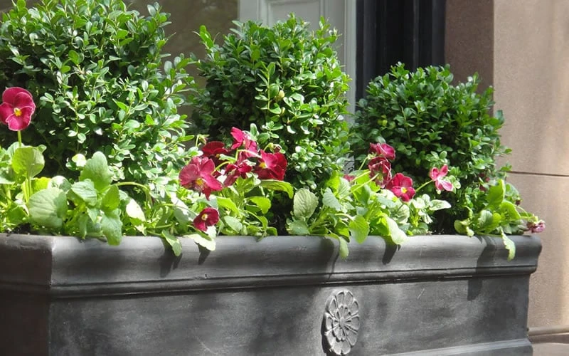 Dwarf English Boxwood - 1 Gallon Pot - Image 5