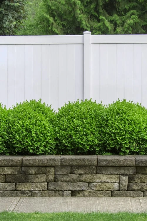 Dwarf English Boxwood - 1 Gallon Pot - Image 4