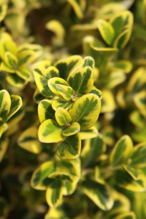Golden Triumph Variegated Dwarf Boxwood - 1 Gallon Pot - Image 6