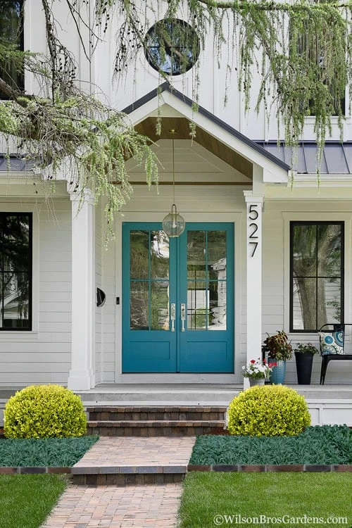 Golden Triumph Variegated Dwarf Boxwood - 1 Gallon Pot - Image 5