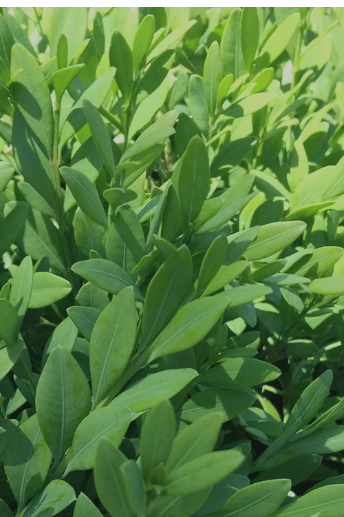 Green Mountain Boxwood - 6 Pack Of 1 Gallon Pots - Image 6