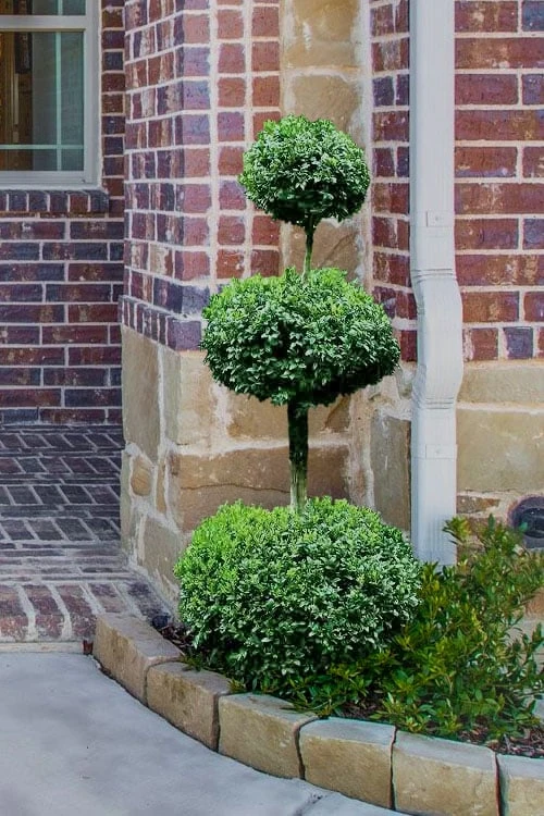 Common Boxwood 3-Ball Poodle Tier Topiary (Buxus Sempervirens) - 5 Gallon Pot