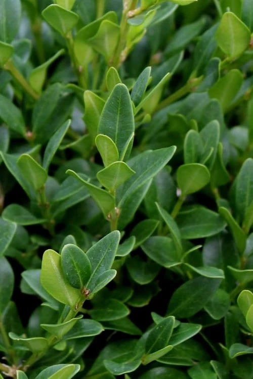 Green Velvet Boxwood - 6 Pack Of 1 Gallon Pots - Image 6