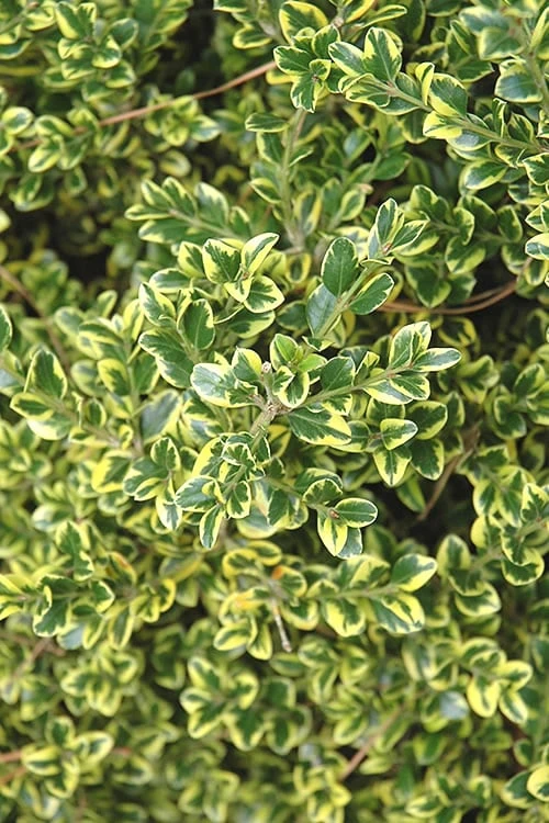 Sunburst Variegated Korean Boxwood - 1 Gallon Pot - Image 5