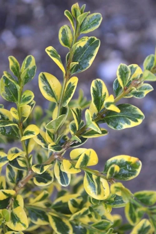 Sunburst Variegated Korean Boxwood - 1 Gallon Pot - Image 6