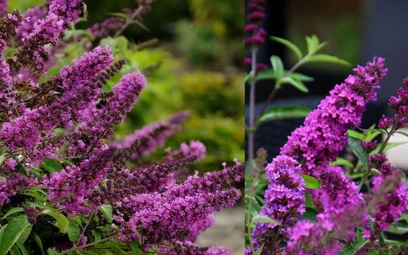 Buddleia Flutterby Petite Tutti Fruitti Dwarf Butterfly Bush - 3 Gallon Pot - Image 4