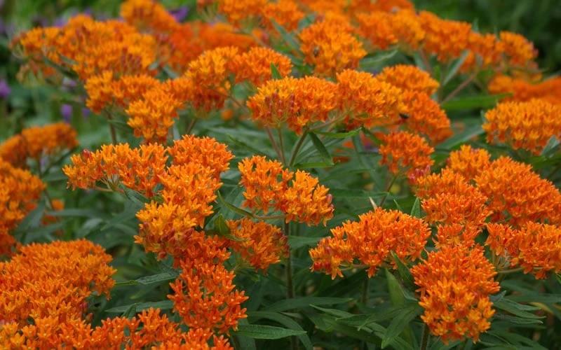 Orange Butterfly Milkweed (Asclepias Tuberosa) - 6 Pack Of 2.5 Quart Pots - Image 6