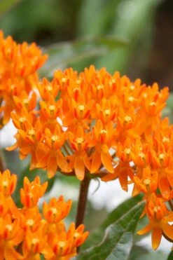 Orange Butterfly Milkweed (Asclepias Tuberosa) - 6 Pack Of 2.5 Quart Pots