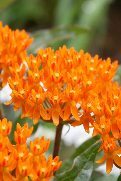 Orange Butterfly Milkweed (Asclepias Tuberosa) - 6 Pack Of 2.5 Quart Pots