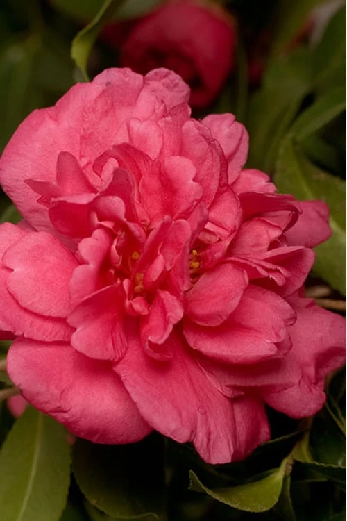 Alabama Beauty Camellia Sasanqua - 3 Gallon Pot