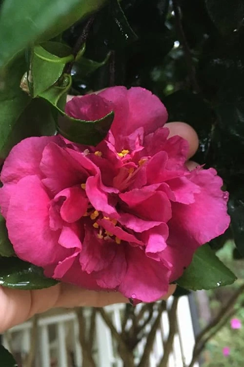 Bonanza Purple Camellia Sasanqua - 3 Gallon Pot - Image 4