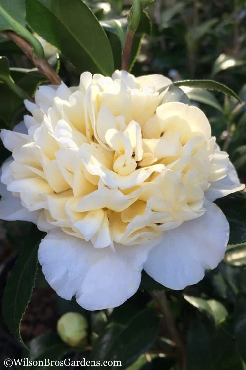 Brushfield Yellow Camellia Japonica - 1 Gallon Pot