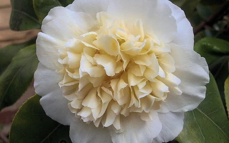 Brushfield Yellow Camellia Japonica - 1 Gallon Pot - Image 6