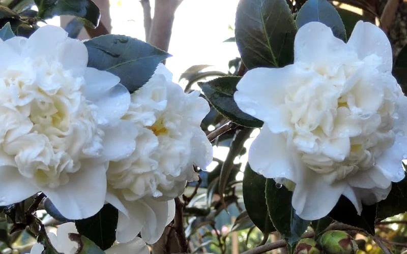 Fifth Avenue White Camellia Japonica - 1 Gallon Pot - Image 5