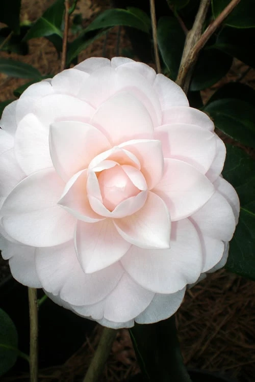Goggy Camellia Japonica - 3 Gallon Pot - Image 4